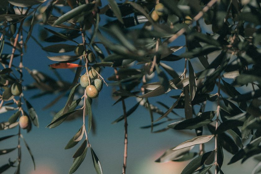 Ανακοίνωση πρόσληψης προσωπικού δακοκτονίας ΣΟΧ 1/2020 - ΠΕ ΣΑΜΟΥ