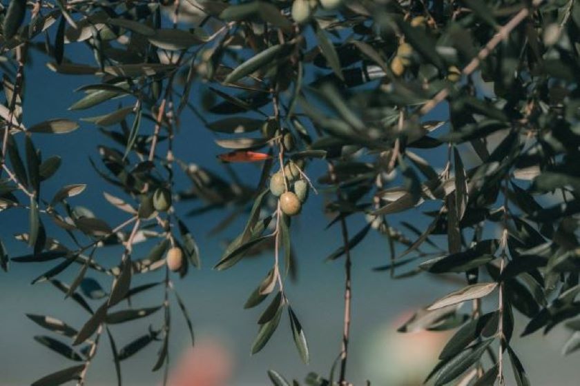 Ανακοίνωση Πρόσληψης Εποχιακού Προσωπικού Δακοκτονίας έτους 2020 - ΠΕ ΧΙΟΥ